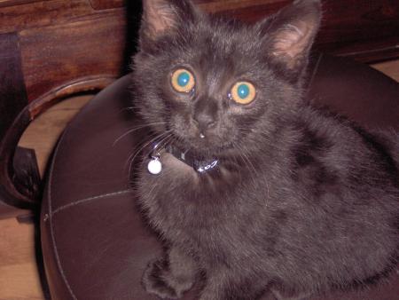 mina ma petite chatte lol!